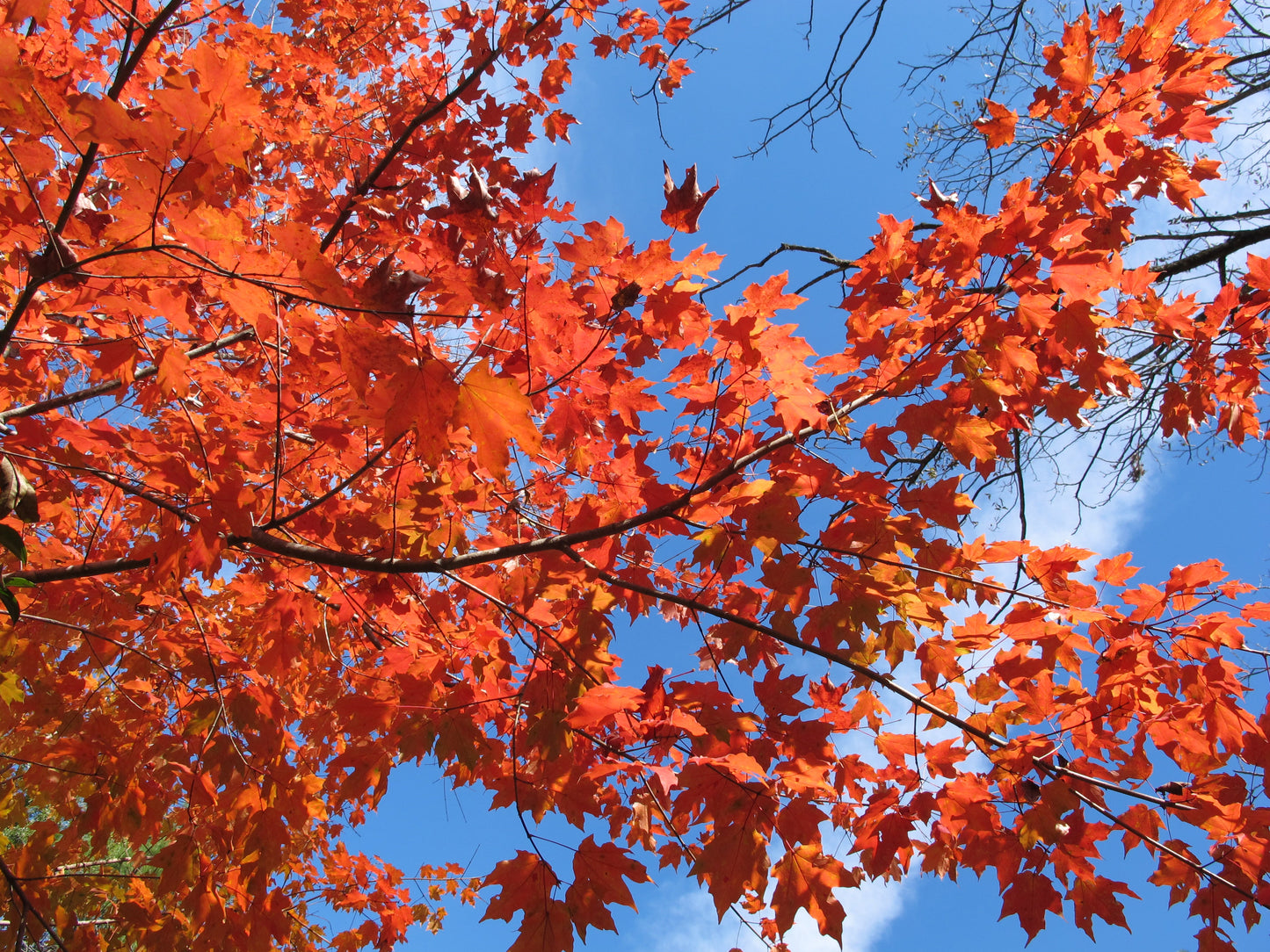 Acer leucoderme - maple, chalk