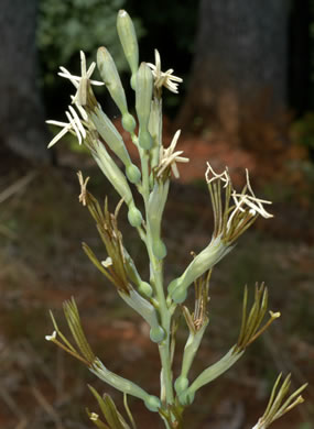 Agave virginica - eastern agave