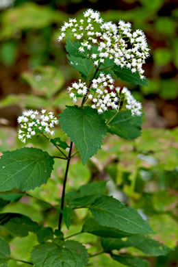 Ageratina altissima - white snakeroot
