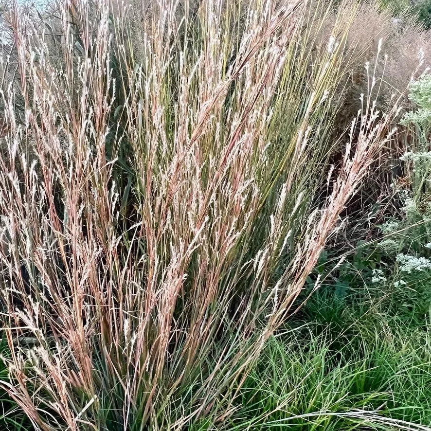 Anatherum ternarium 'Black Mountain'- 'Black Mountain' Splitbeard Bluestem