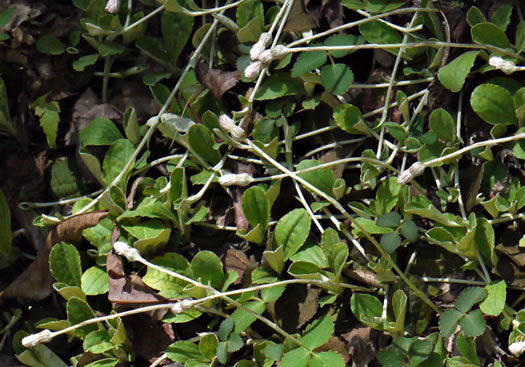 Antennaria solitaria - solitary pussytoes