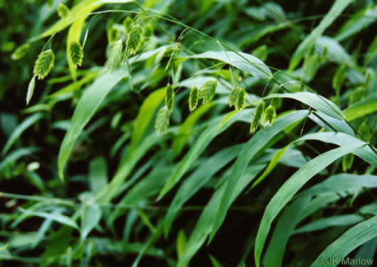 Chasmanthium latifolium - grass, Inland sea oats, river oats