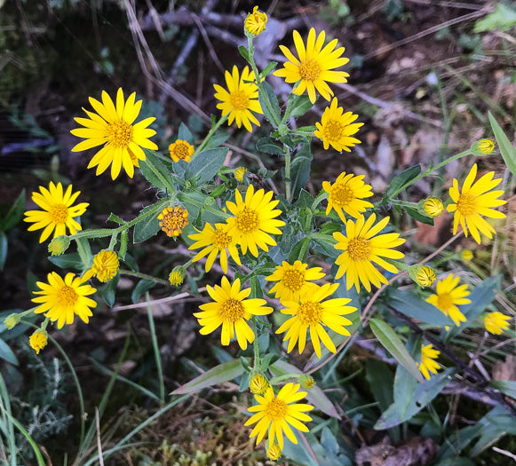 Chrysopsis mariana - Maryland goldenaster