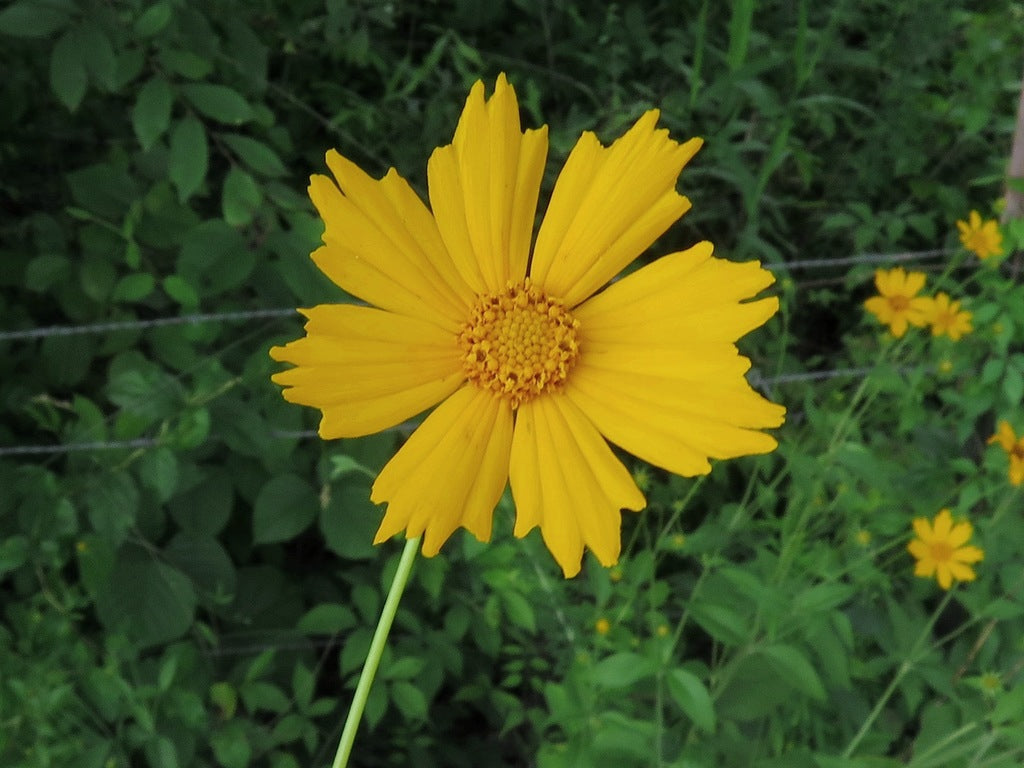 Coreopsis pubescens v. robusta - star tickseed