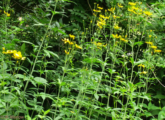Anacis tripteris - tall tickseed