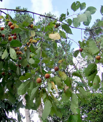 Diospyros virginiana - persimmon, American