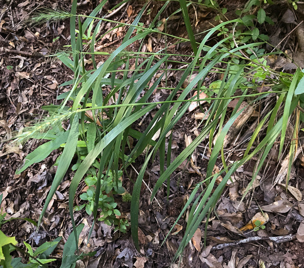 Elymus virginicus - Virginia Wild Rye