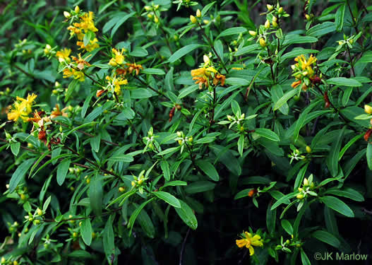 Hypericum prolificum - St. John's Wort, Shrubby