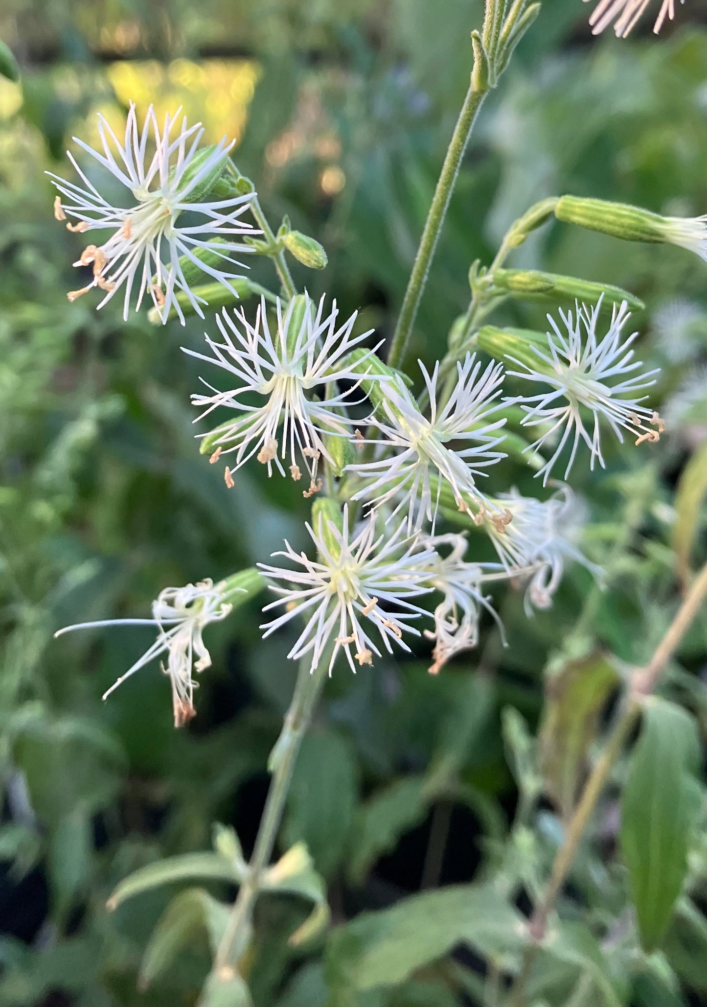 Silene ovata - Blue Ridge catchfly