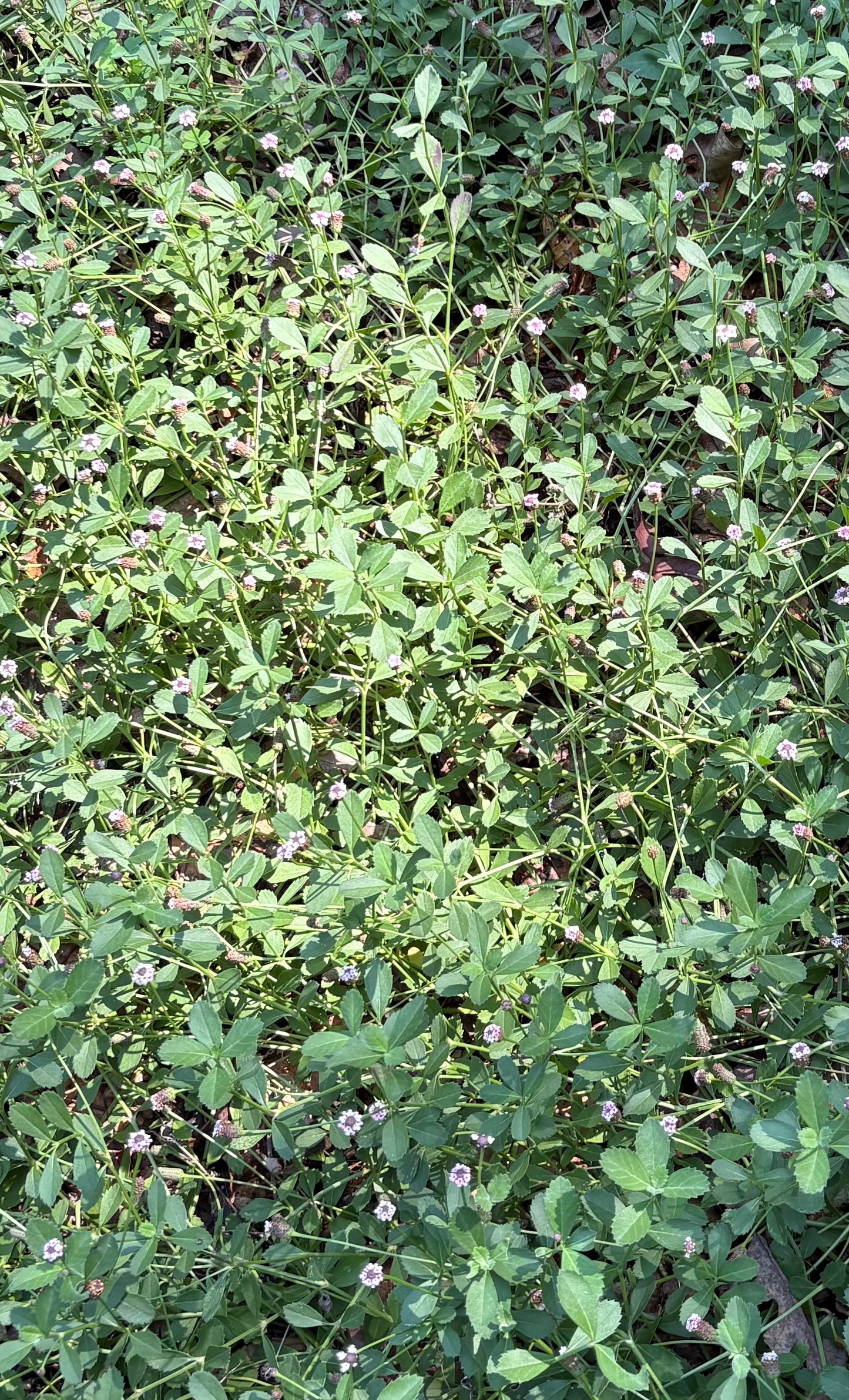 Phyla nodiflora - frogfruit