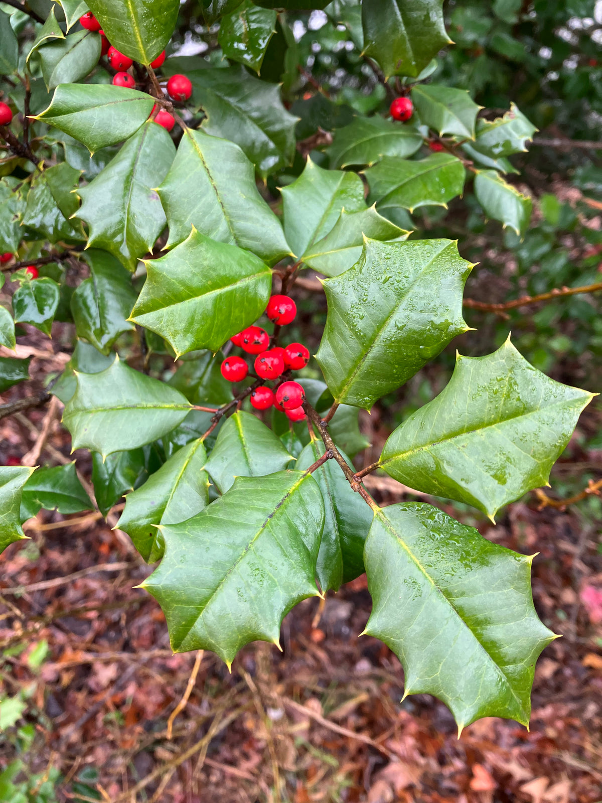 Ilex opaca 'Diane' - 'Diane' American holly