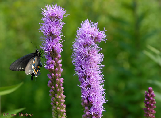 Liatris spicata - Gayfeather, Blazing Star