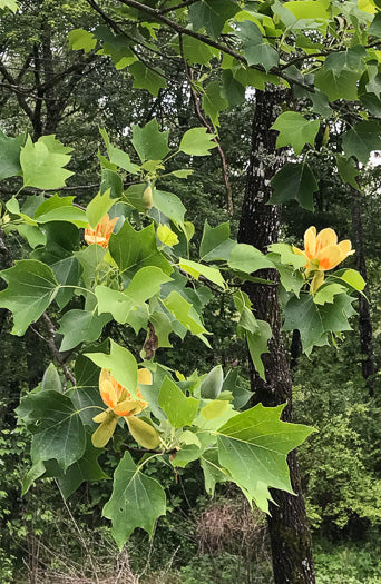 Liriodendron tulipifera - tulip poplar
