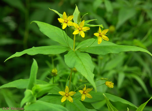 Lysimachia quadrifolia - prairie loosestrife