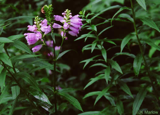 Physostegia virginiana - obedient plant