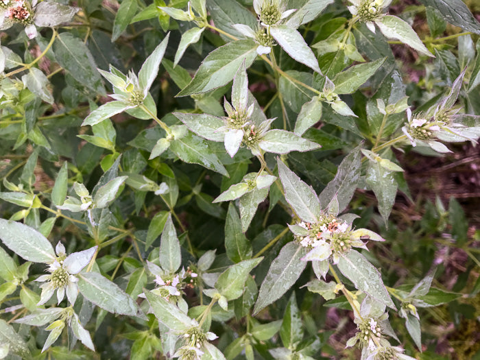 Pycnanthemum beadlei - Beadle's mountain mint