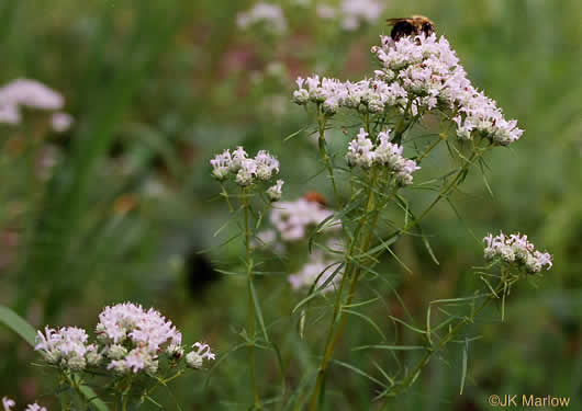 Pycnanthemum tenuifolium - narrowleaf mountain mint