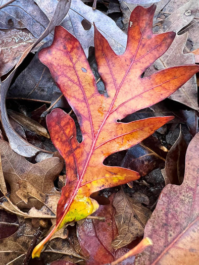 Quercus alba - white oak