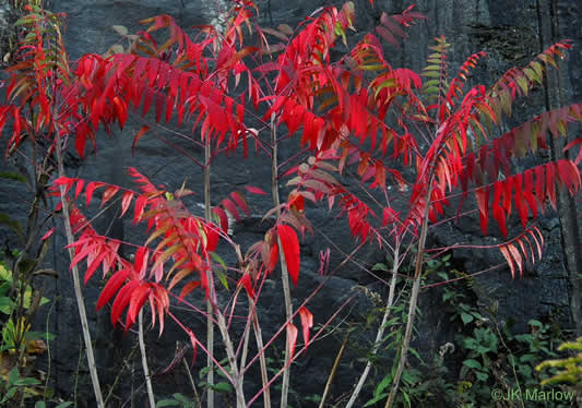 Rhus glabra - smooth sumac