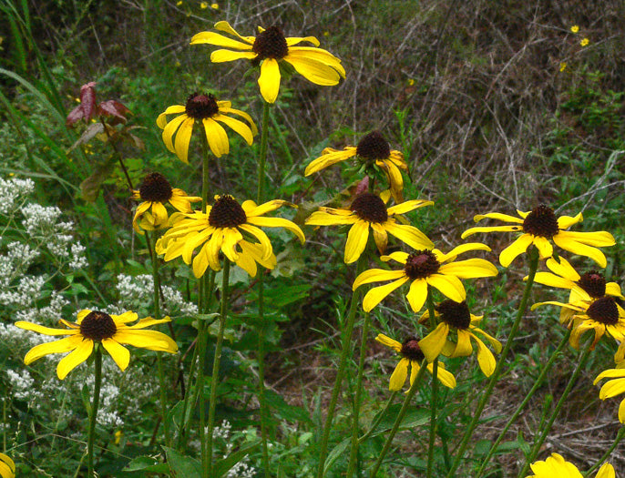 Rudbeckia heliopsidis - sunfacing coneflower