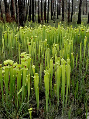 Sarracenia sp.? - pitcher plant