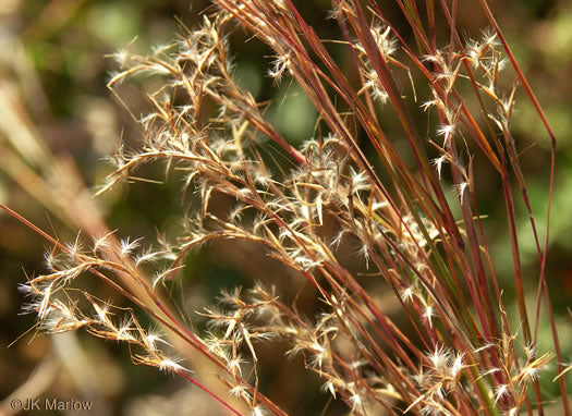 Schizachyrium scoparium - little bluestem