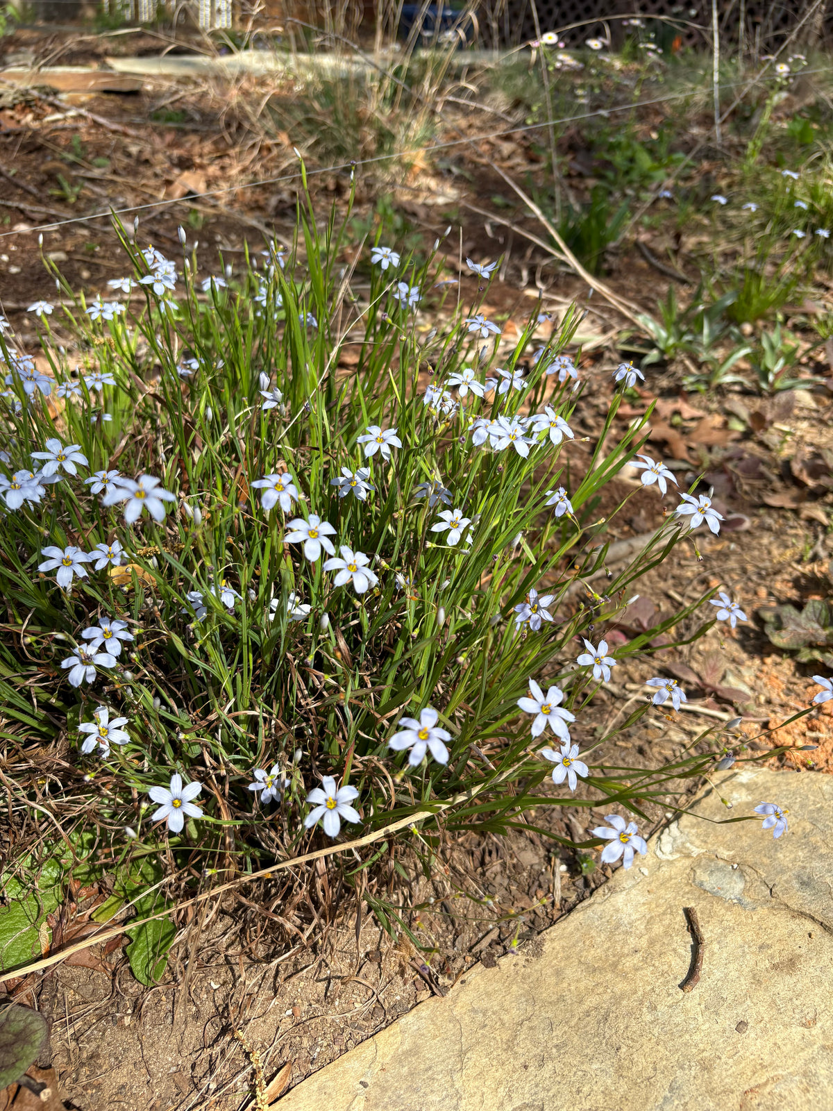 Sisyrinchium nashii - Nash's blue-eyed grass