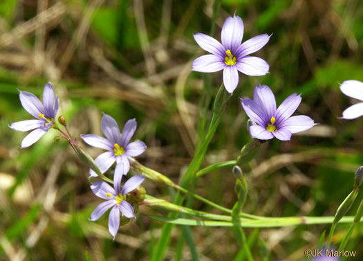 Sisyrinchium angustifolium - narrowleaf blue-eyed grass