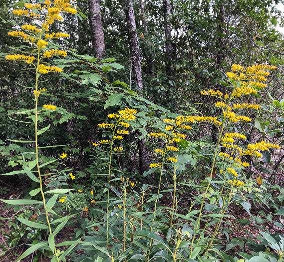 Solidago odora - anise-scented goldenrod
