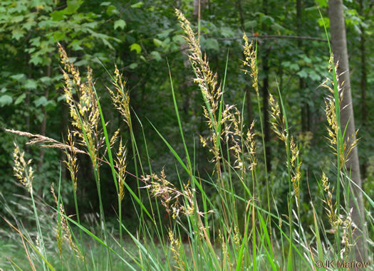 Sorghastrum nutans - grass, yellow Indian