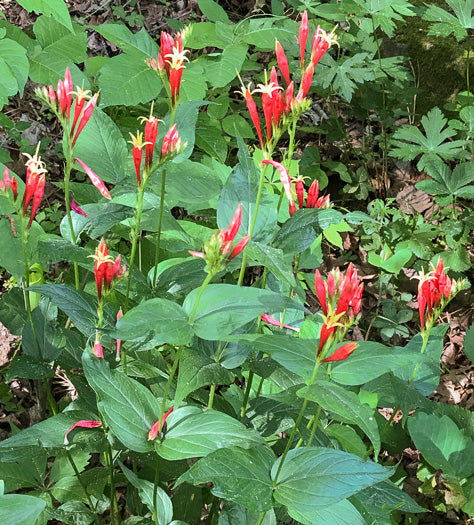 Spigelia marilandica - Indian Pink