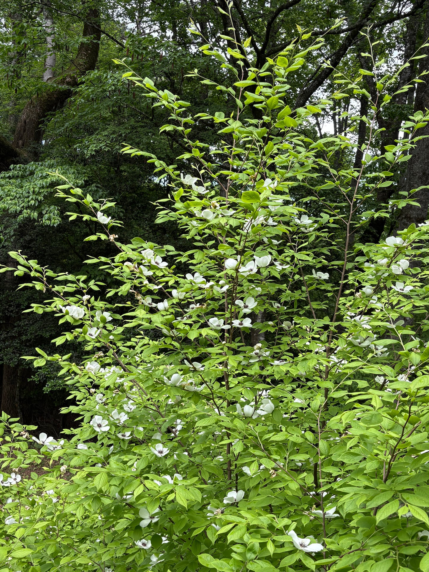 Stewartia malacodendron - silky stewartia