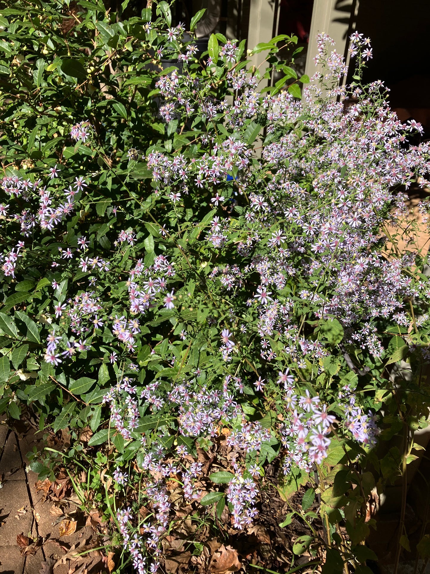Symphyotrichum cordifolium - heartleaf or blue wood aster
