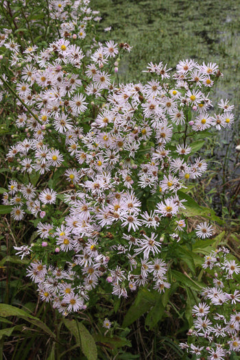 Symphyotrichum elliottii - aster, Elliot's