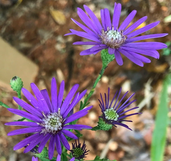 Symphyotrichum georgianum - Georgia aster