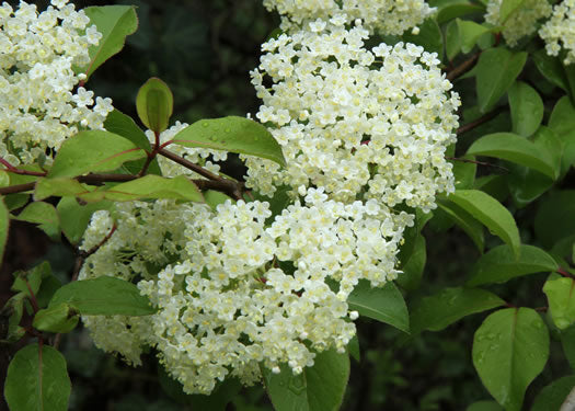 Viburnum prunifolium - blackhaw viburnum
