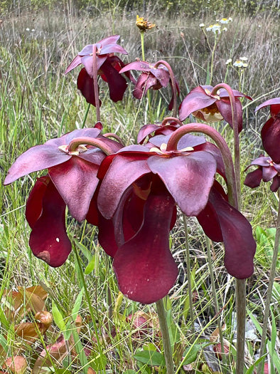 Sarracenia psittacina - parrot pitcher plant