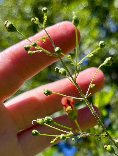 Scrophularia marilandica - late figwort