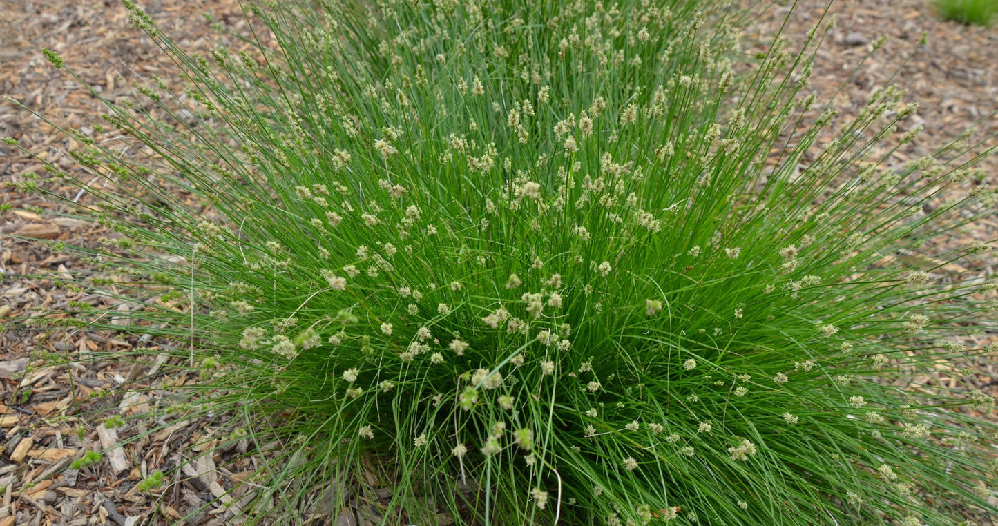 Carex leavenworthii - sedge, Leavenworth's
