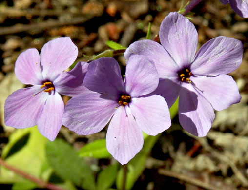 Phlox stolonoifera - creeping phlox