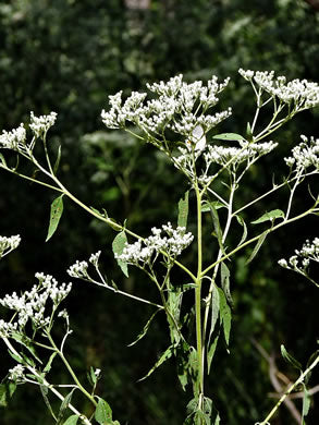 Eupatorium serotinum - late-blooming thoroughwort