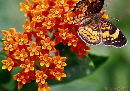 Asclepias tuberosa - butterfly milkweed