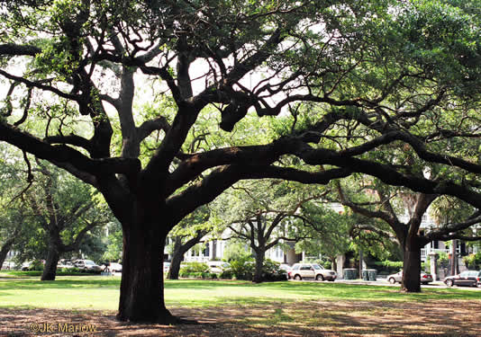 Quercus virginiana - live oak