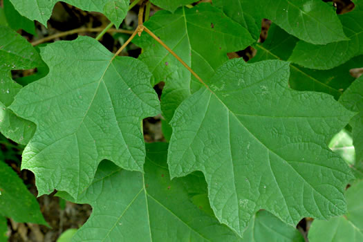 Hydrangea quercifolia - oakleaf hydrangea