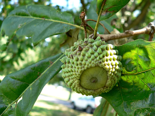 Quercus lyrata - overcup oak