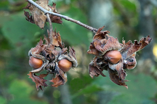 Corylus americana - American hazelnut
