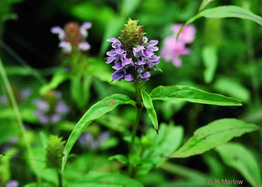 Prunella vulgaris var. lanceolata - American heal-all