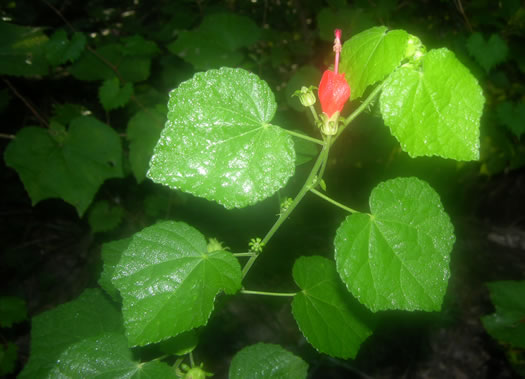 Malvaviscus drummondii - Turk's cap mallow