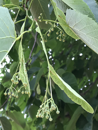 Tilia americana - American basswood