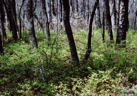Vaccinium pallidum - hillside or lowbush blueberry